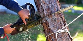 Professional Tree Services in Conway, PA