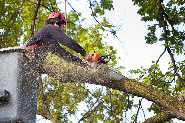 Leaf Removal in Conway, PA